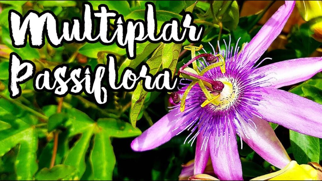Propagación de la passiflora: enraizar esquejes y sembrar semillas