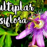 Propagación de la passiflora: enraizar esquejes y sembrar semillas
