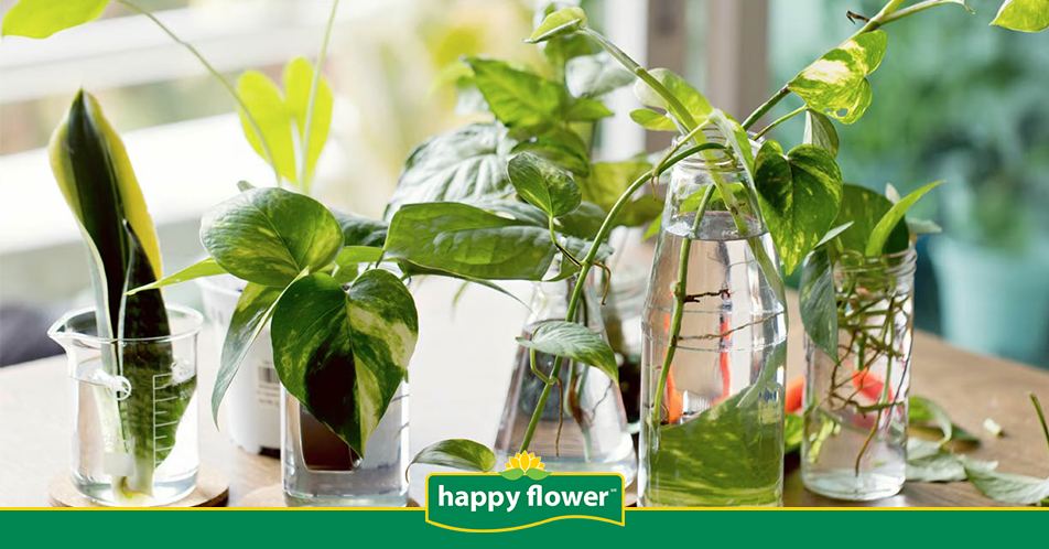 Propagación de Monarda: Esquejes, semillas, divisiones