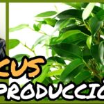 Propagación de un árbol ficus: Cómo propagar el ficus llorón