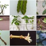 Propagación de Viburnum: Cómo hacerlo con esquejes