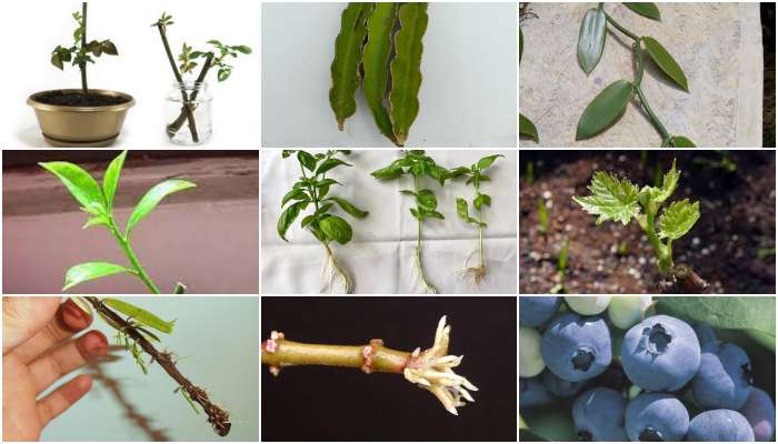 Propagación de Viburnum: Cómo hacerlo con esquejes