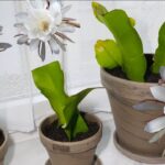 Propagación del Cactus Dama de Noche: Esquejes y Cuidados