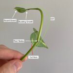 Propagation of Pothos: Which Techniques Are Most Effective