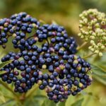 Prune elderberry: Guía completa para podar arbustos de saúco