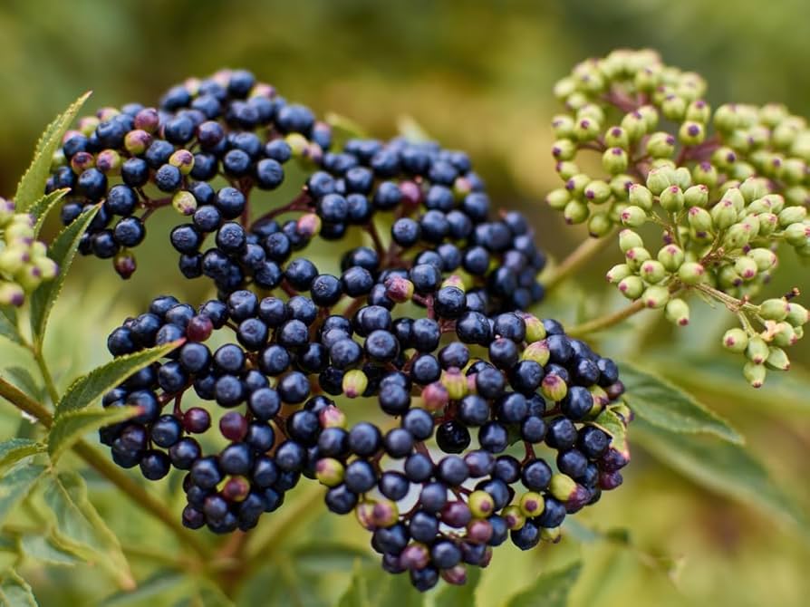 Prune elderberry: Guía completa para podar arbustos de saúco