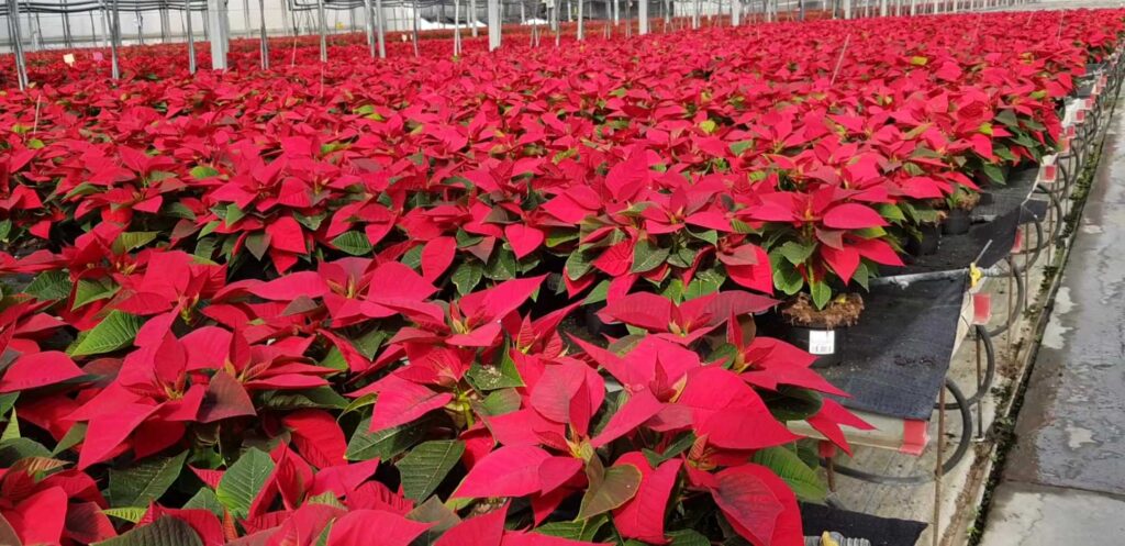 Pueden las poinsettias resistir bajas temperaturas