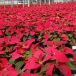 Pueden las poinsettias resistir bajas temperaturas