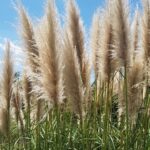 Pumice Grass: Cómo hacer crecer y cuidar la planta Pampa