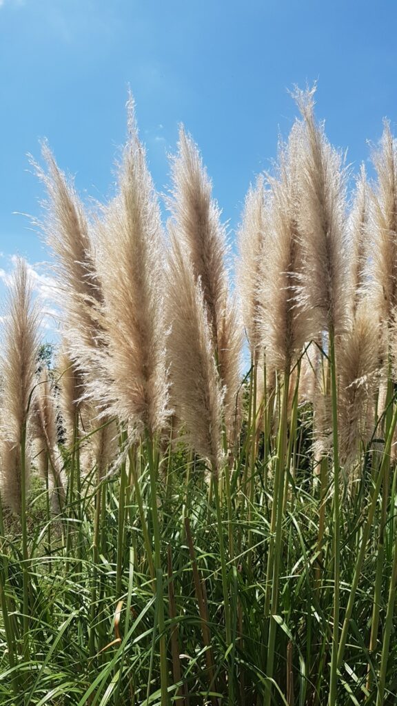 Pumice Grass: Cómo hacer crecer y cuidar la planta Pampa