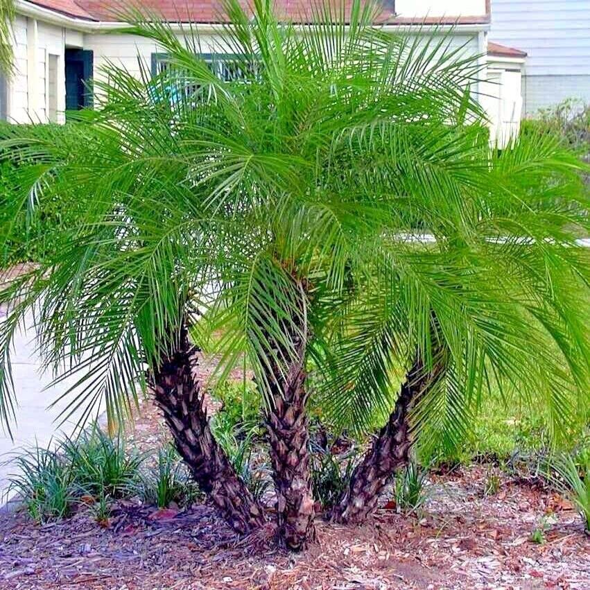 Pygmy Date Palm: Cómo cultivar palmeras enanas de fecha