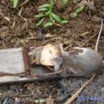 Qué animales comen pimientos y cómo proteger tus plantas