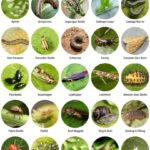 Qué animales pueden dañar mis plántulas en el jardín