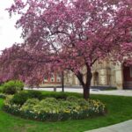 Qué árboles de jardín tienen hojas de color rosado