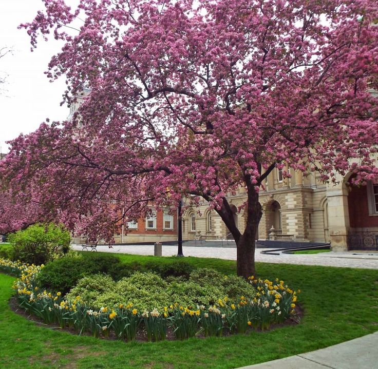 Qué árboles de jardín tienen hojas de color rosado