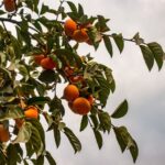 Qué árboles frutales plantar en el noreste de Estados Unidos