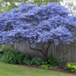 Qué árboles perennes son ideales para jardines en la zona 4
