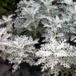 Qué arbustos de hojas blancas son ideales para decorar tu jardín