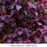 Qué arbustos tienen hojas de color morado