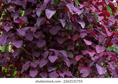 Qué arbustos tienen hojas de color morado