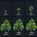 Qué aspecto presentan las plantas a las cuatro de la tarde