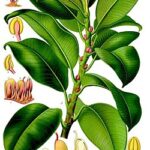Qué aspecto tienen las flores de la planta de caucho
