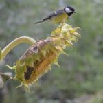 Qué aves se alimentan de hojas de girasol en tu jardín