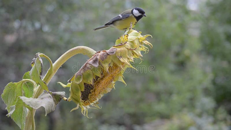 Qué aves se alimentan de hojas de girasol en tu jardín
