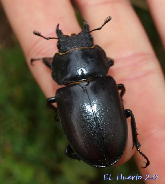 Qué beneficios tiene el escarabajo ciervo en tu jardín