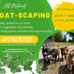 Qué beneficios tiene el Goatscaping en la jardinería