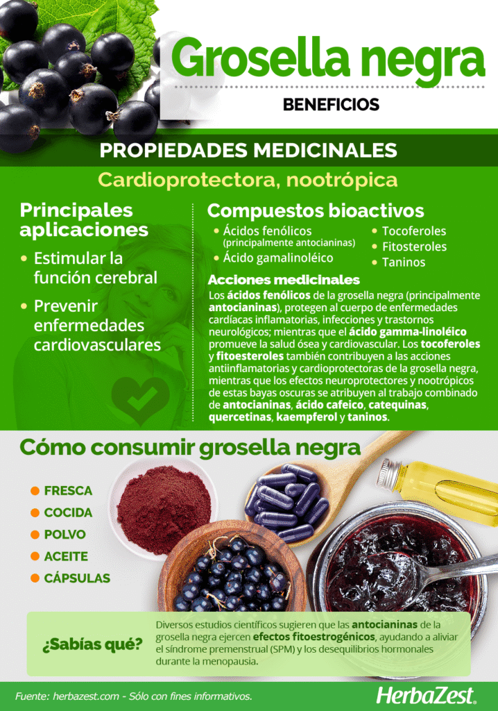 Qué beneficios y usos tienen las hojas de grosella negra