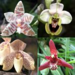 Qué características distinguen a las orquídeas Piperia Rein