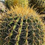 Qué características tiene el Cactus Barril Brújula
