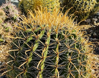 Qué características tiene el Cactus Barril Brújula