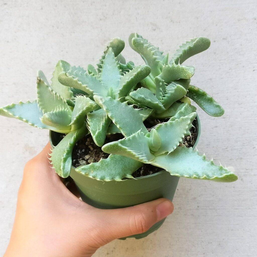 Qué características tiene el suculento mandíbulas de tigre