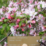 Qué características tiene la floración de Crabapple Louisa