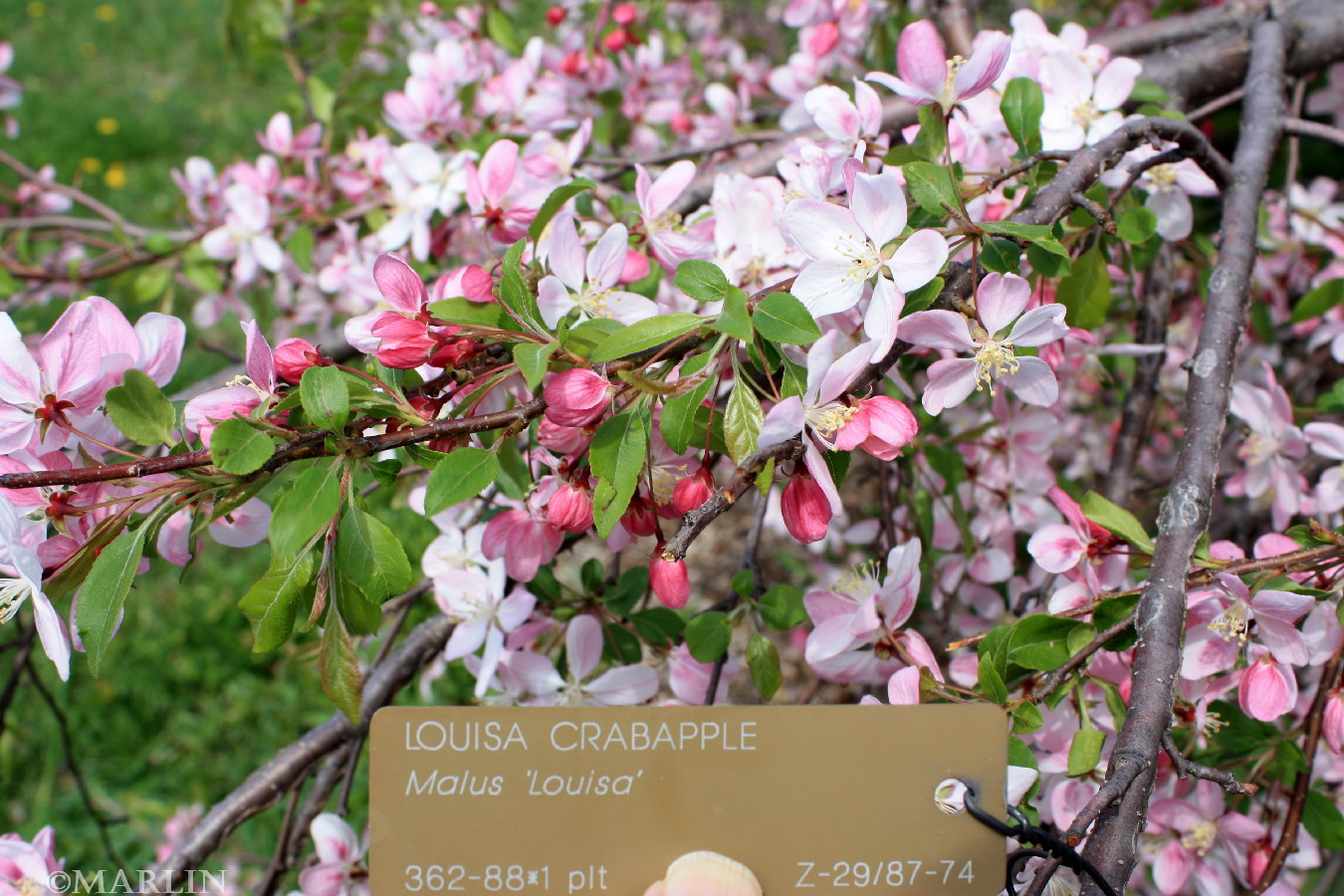 Qué características tiene la floración de Crabapple Louisa