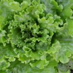 Qué características tiene la lechuga Batavia y cómo se cultiva