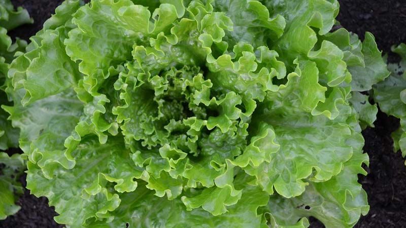 Qué características tiene la lechuga Batavia y cómo se cultiva