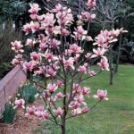 Qué características tienen las magnolias de hoja caduca