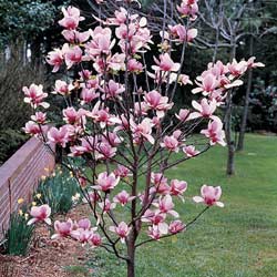 Qué características tienen las magnolias de hoja caduca