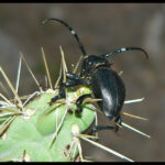 Qué características tienen los escarabajos cactus Longhorn