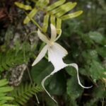 Qué características y hábitat tiene la orquídea fantasma