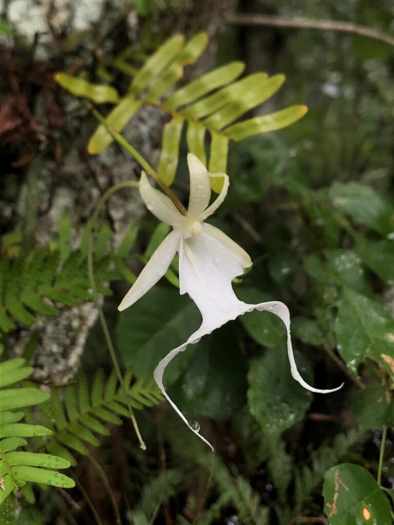 Qué características y hábitat tiene la orquídea fantasma