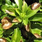 Qué causa el tizón Volutella en las plantas de Pachysandra