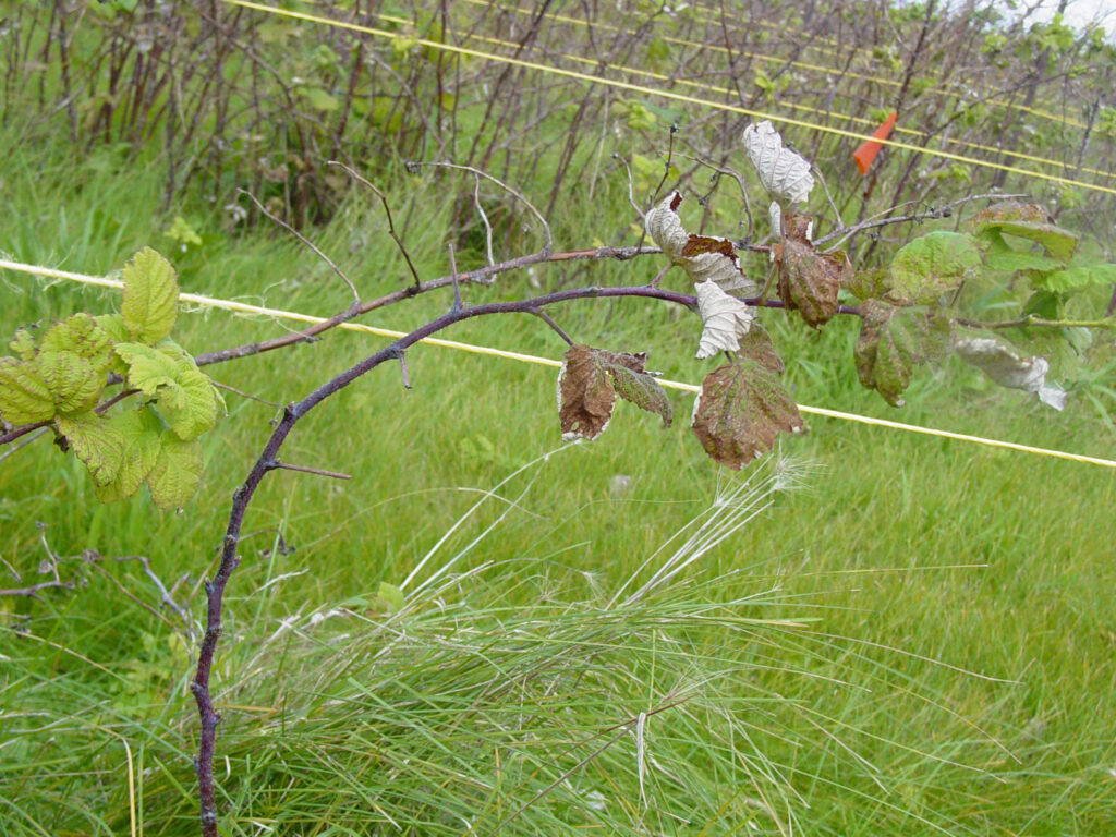 Qué causa que las hojas de frambuesa se vuelvan marrones