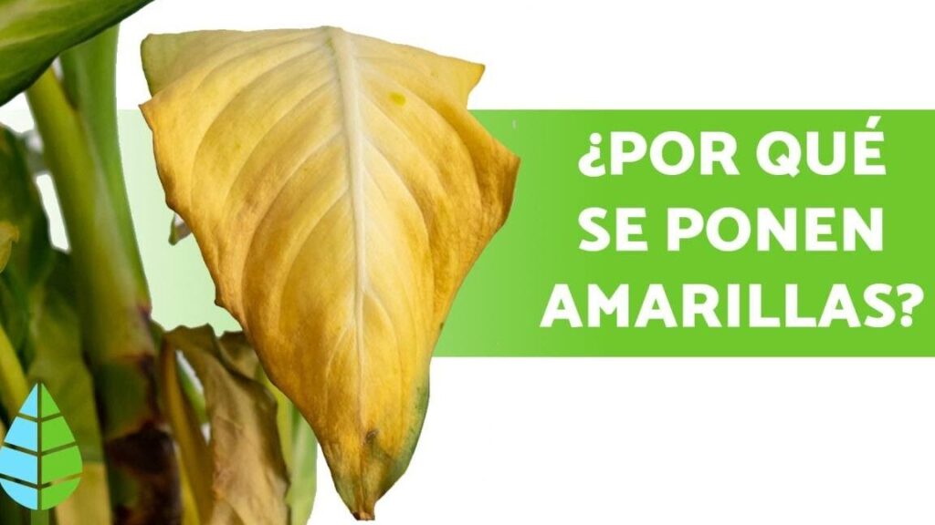 Qué causa que las hojas de rábano se vuelvan amarillas