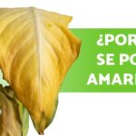 Qué causa que las hojas de rábano se vuelvan amarillas