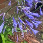 Qué causa que un Agapanthus no florezca Soluciones prácticas