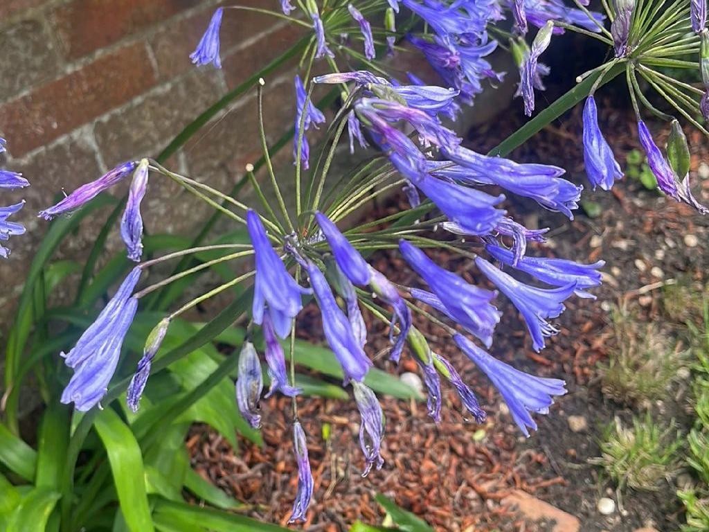 Qué causa que un Agapanthus no florezca Soluciones prácticas